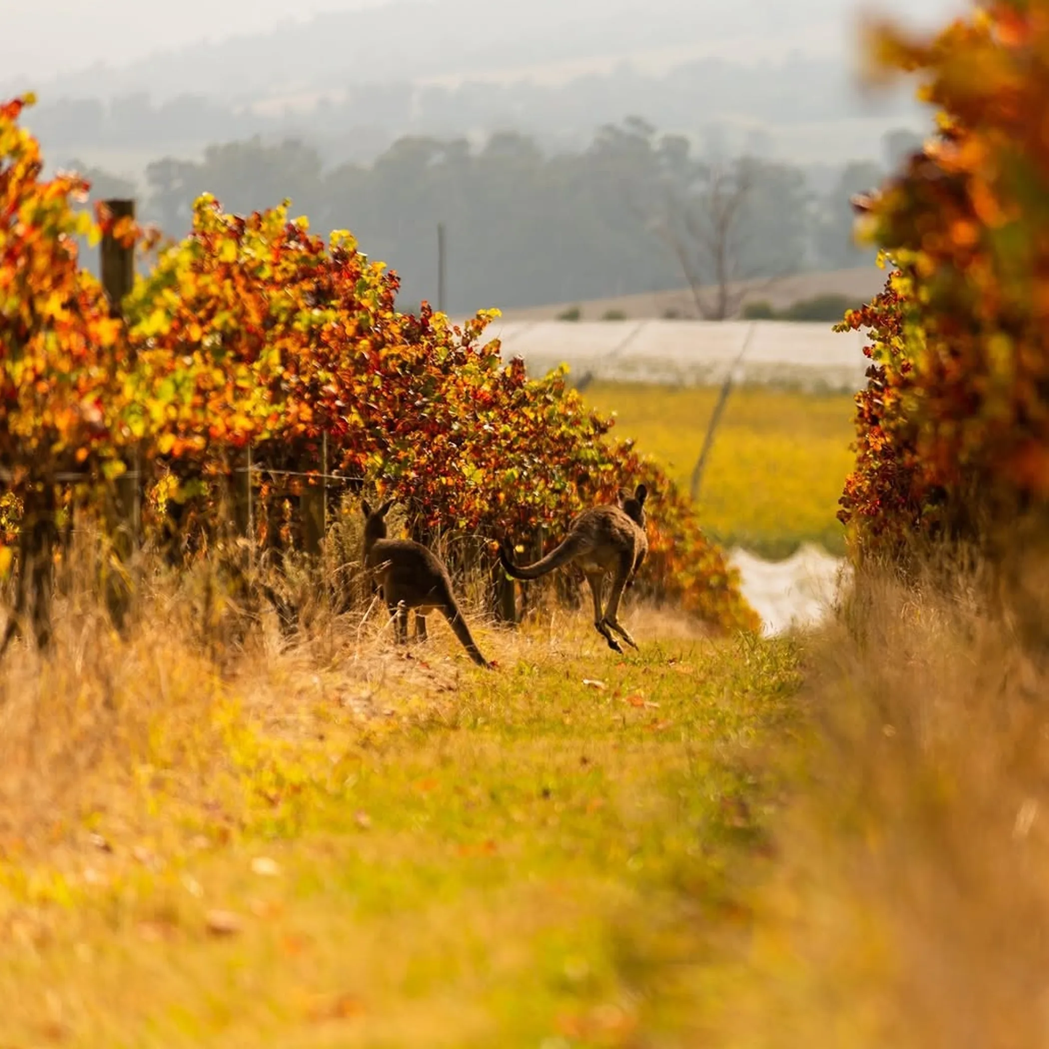 autumn vineyard scenery with native wildlife