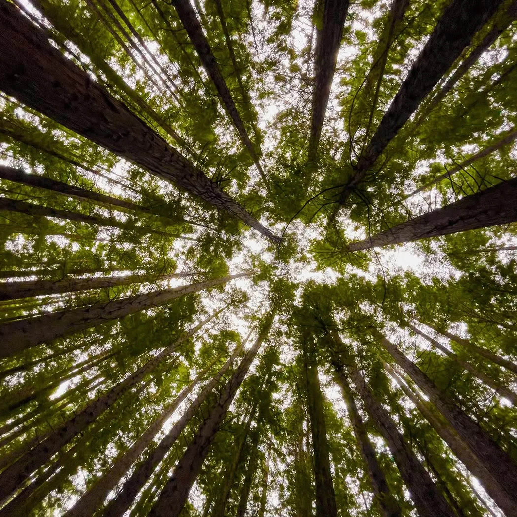 warburton redwoods and nature trails